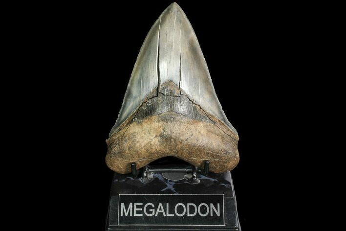 Serrated, Fossil Megalodon Tooth - Stunning Tooth #92474